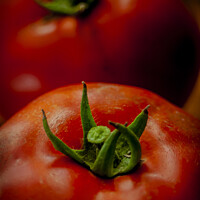 Buy canvas prints of Tomato Top by STEPHEN THOMAS