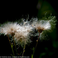 Buy canvas prints of Bad Hair Day - Sow Thistle by STEPHEN THOMAS