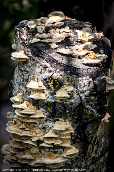Fungi Poplar Hangout Picture Board by STEPHEN THOMAS