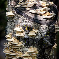 Buy canvas prints of Fungi Poplar Hangout by STEPHEN THOMAS