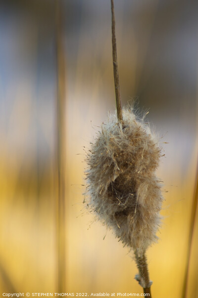 Fluffy Cattail Picture Board by STEPHEN THOMAS