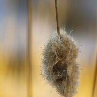 Buy canvas prints of Fluffy Cattail by STEPHEN THOMAS
