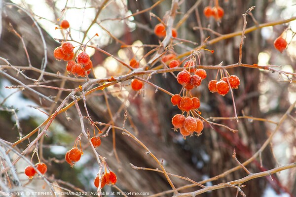 Frosty Ornamental Crabapples Picture Board by STEPHEN THOMAS