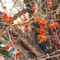 Buy canvas prints of Frosty Ornamental Crabapples by STEPHEN THOMAS