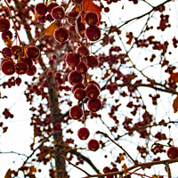 Buy canvas prints of Ornamental Crabapples Hanging Down by STEPHEN THOMAS