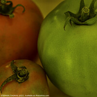 Buy canvas prints of The Three Tomatoes by STEPHEN THOMAS