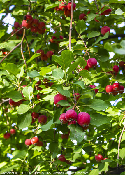 Ornamental Crabapples Picture Board by STEPHEN THOMAS
