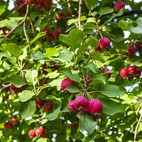 Buy canvas prints of Ornamental Crabapples by STEPHEN THOMAS