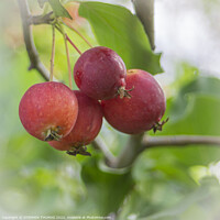 Buy canvas prints of Ornamental Crabapples - Close by STEPHEN THOMAS
