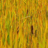 Buy canvas prints of Bulrush Autumn abstract by STEPHEN THOMAS