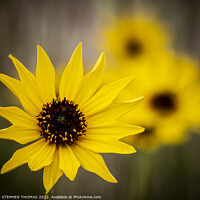 Buy canvas prints of Yellow Wild Sunflower Close-up by STEPHEN THOMAS