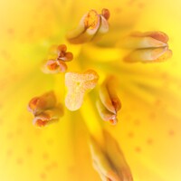 Buy canvas prints of Yellow Lily - stigma and antlers by STEPHEN THOMAS