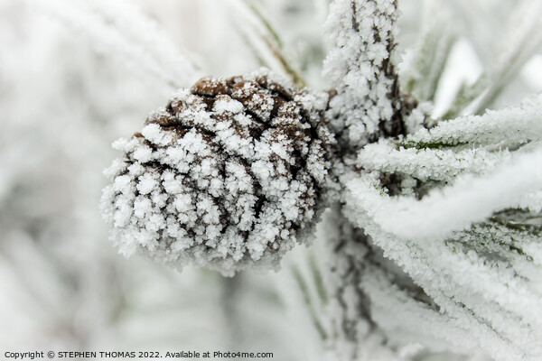 Frosty Pinecone Picture Board by STEPHEN THOMAS