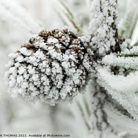 Buy canvas prints of Frosty Pinecone by STEPHEN THOMAS