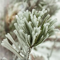 Buy canvas prints of Frosty Pine Needles by STEPHEN THOMAS