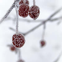Buy canvas prints of Little Frosty Crabapples by STEPHEN THOMAS