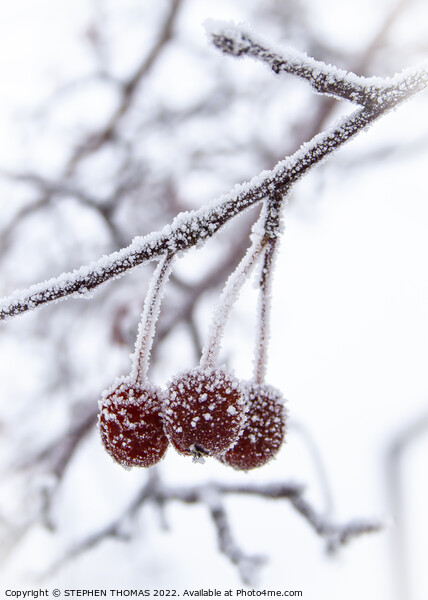 Three Little Frosty Crabapples Picture Board by STEPHEN THOMAS