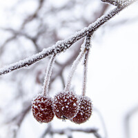 Buy canvas prints of  Three Little Frosty Crabapples by STEPHEN THOMAS