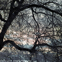 Buy canvas prints of Morning Sky behind Elm Tree 3 by STEPHEN THOMAS
