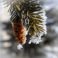 Buy canvas prints of Frosty Spruce Cone by STEPHEN THOMAS