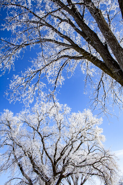 Frosty Elms & Blue Sky Picture Board by STEPHEN THOMAS