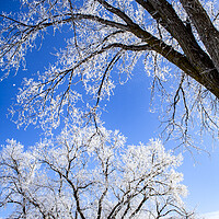 Buy canvas prints of Frosty Elms & Blue Sky by STEPHEN THOMAS