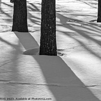 Buy canvas prints of Tree Shadows by STEPHEN THOMAS