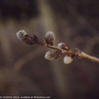 Buy canvas prints of Golden Hour Catkins by STEPHEN THOMAS