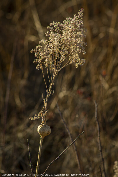 Dry Goldenrod With Gall Picture Board by STEPHEN THOMAS