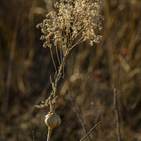 Buy canvas prints of Dry Goldenrod With Gall by STEPHEN THOMAS