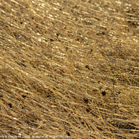 Buy canvas prints of Spinning Straw Into Gold by STEPHEN THOMAS