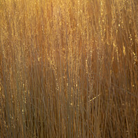 Buy canvas prints of Gorgeous Golden Hour Grass by STEPHEN THOMAS