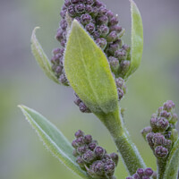 Buy canvas prints of Lilac Buds Macro by STEPHEN THOMAS