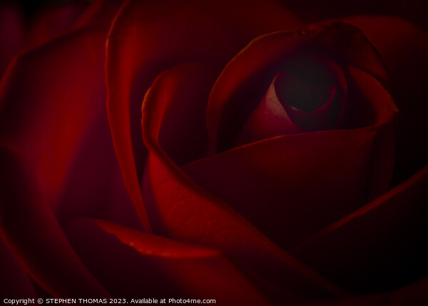 Dark Red Rose Picture Board by STEPHEN THOMAS