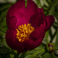 Buy canvas prints of Wine & Gold Peony by STEPHEN THOMAS