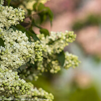 Buy canvas prints of White Lilac by STEPHEN THOMAS