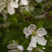 Buy canvas prints of White Crabapple Blossoms by STEPHEN THOMAS