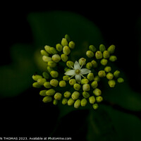Buy canvas prints of The Star of The Show - Red osier dogwood by STEPHEN THOMAS