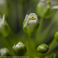 Buy canvas prints of Pretty Close To Pennycress by STEPHEN THOMAS
