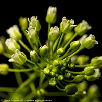 Buy canvas prints of Tiny Pennycress Flowers  by STEPHEN THOMAS