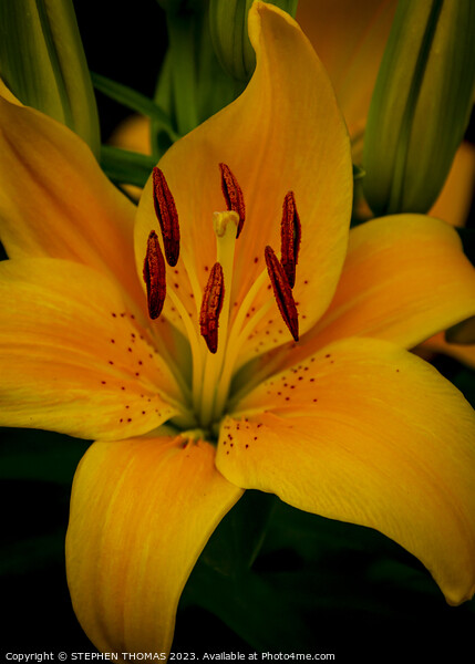 Yellow Asiatic Lily Picture Board by STEPHEN THOMAS