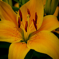 Buy canvas prints of Yellow Asiatic Lily by STEPHEN THOMAS