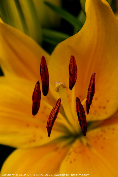 Stigma & Antlers - Yellow Asiatic Lily Picture Board by STEPHEN THOMAS