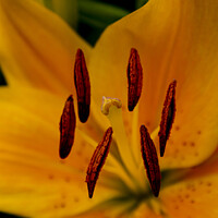 Buy canvas prints of Stigma & Antlers - Yellow Asiatic Lily by STEPHEN THOMAS