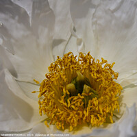 Buy canvas prints of Krinkled White Peony by STEPHEN THOMAS