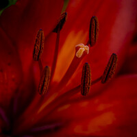 Buy canvas prints of Red and Orange Lily - close-up by STEPHEN THOMAS