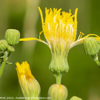 Buy canvas prints of Sow Thistle Group Photo by STEPHEN THOMAS