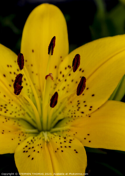 Yellow Lily Flower Picture Board by STEPHEN THOMAS