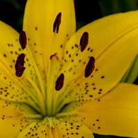 Buy canvas prints of Yellow Lily Flower by STEPHEN THOMAS