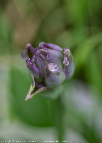 Wet Hosta Bud Picture Board by STEPHEN THOMAS